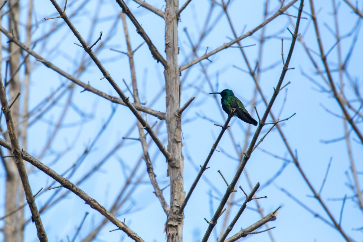 kolibřík zelenohrdlý - ML614929909