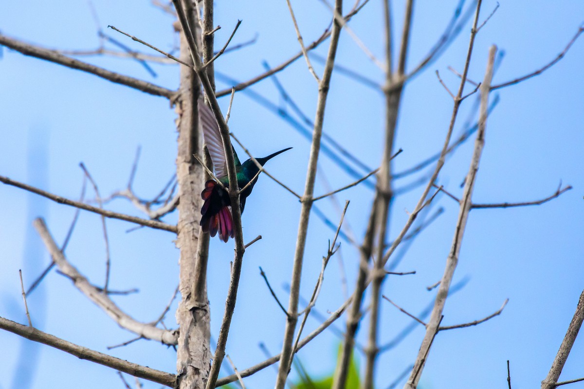 kolibřík zelenohrdlý - ML614929910
