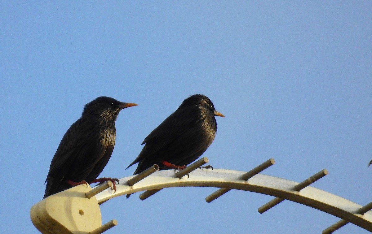 Spotless Starling - ML614929912