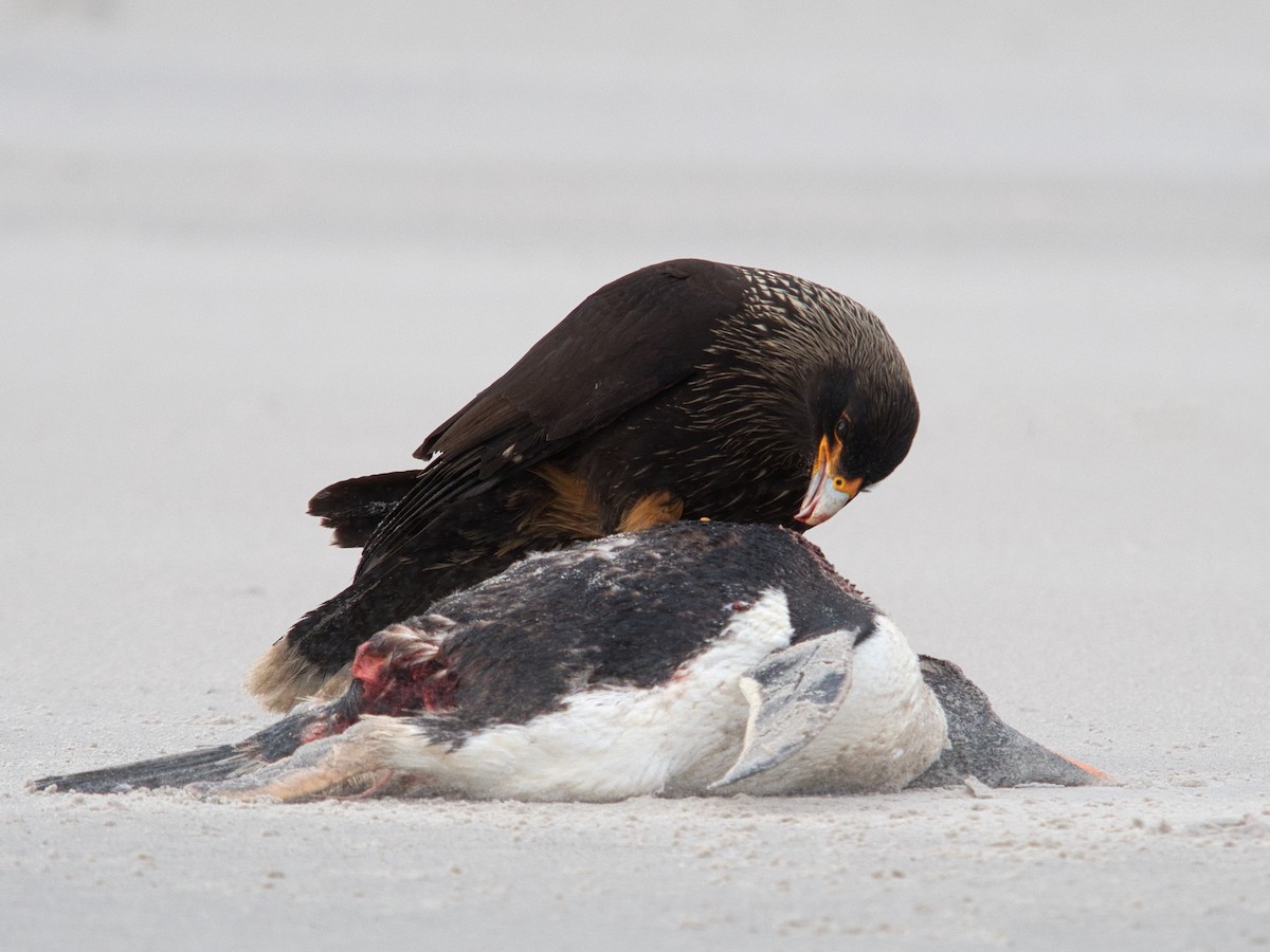 Caracara austral - ML614929941