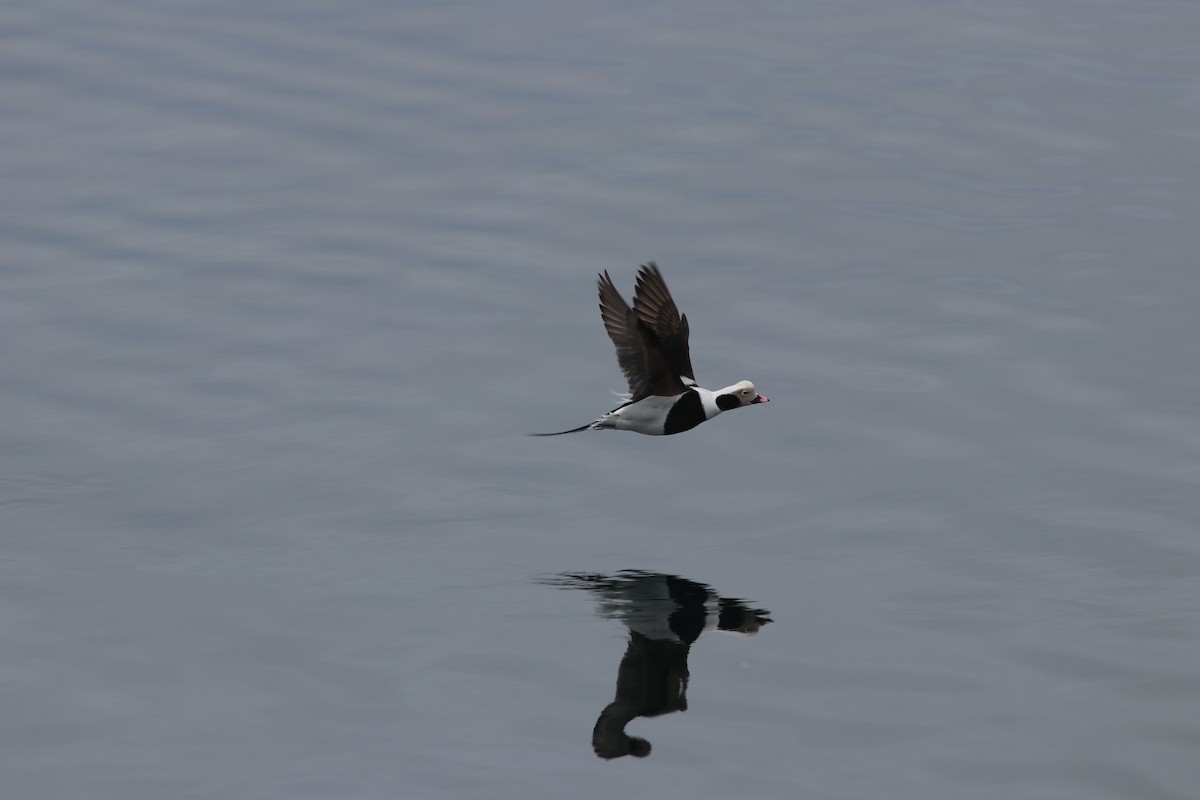 Long-tailed Duck - ML614929990