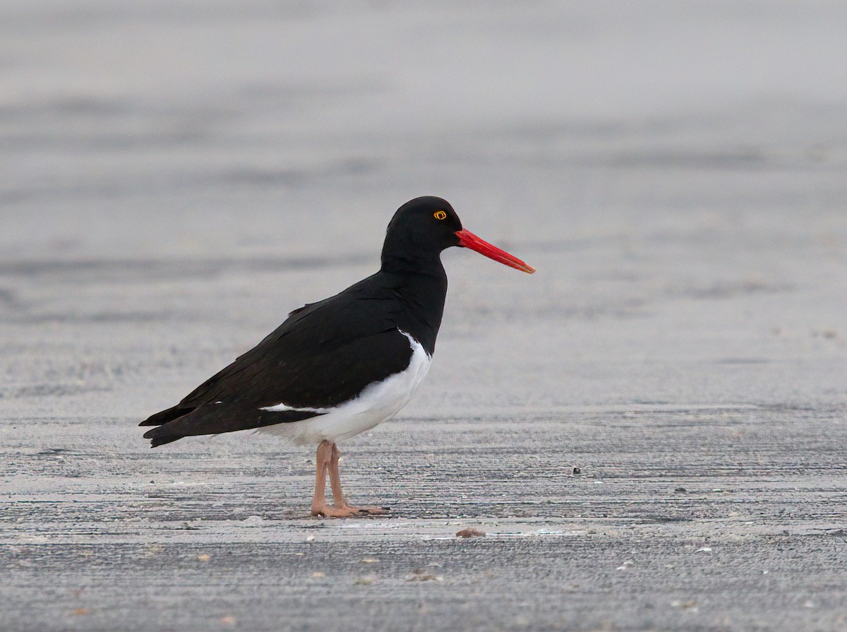 Magellanic Oystercatcher - ML614930002