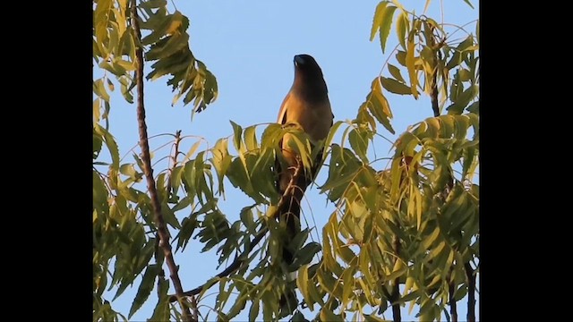 Rufous Treepie - ML614930100