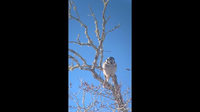 Northern Hawk Owl - ML614930140