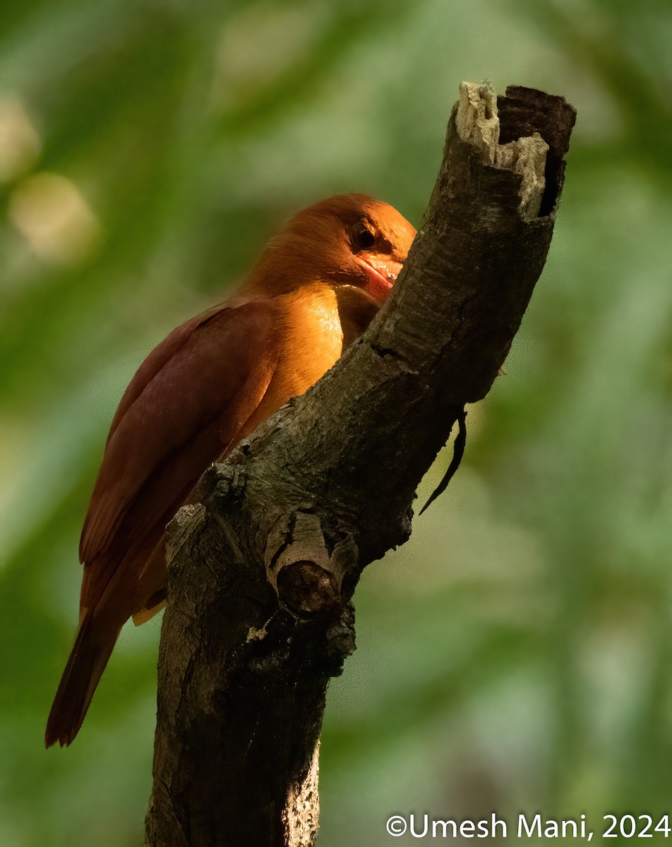 Ruddy Kingfisher - ML614930176