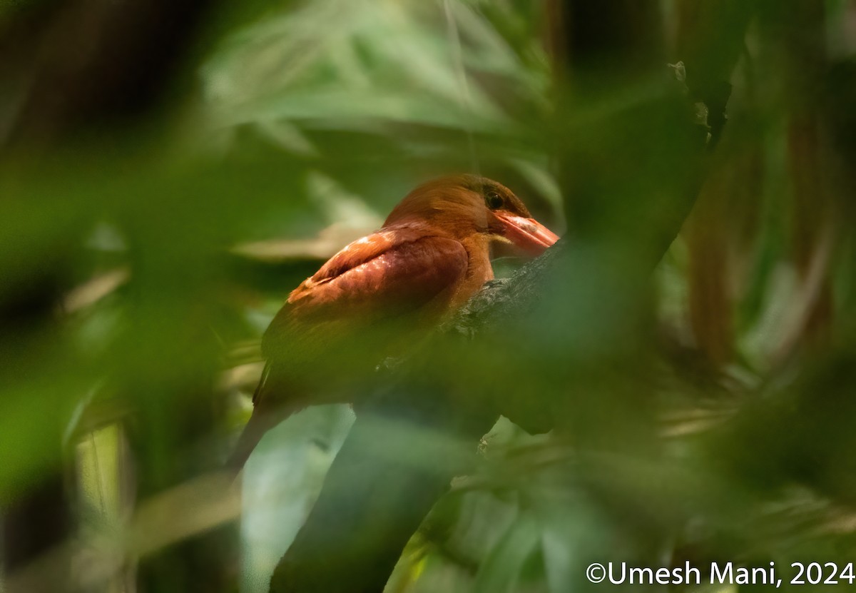 Ruddy Kingfisher - ML614930178