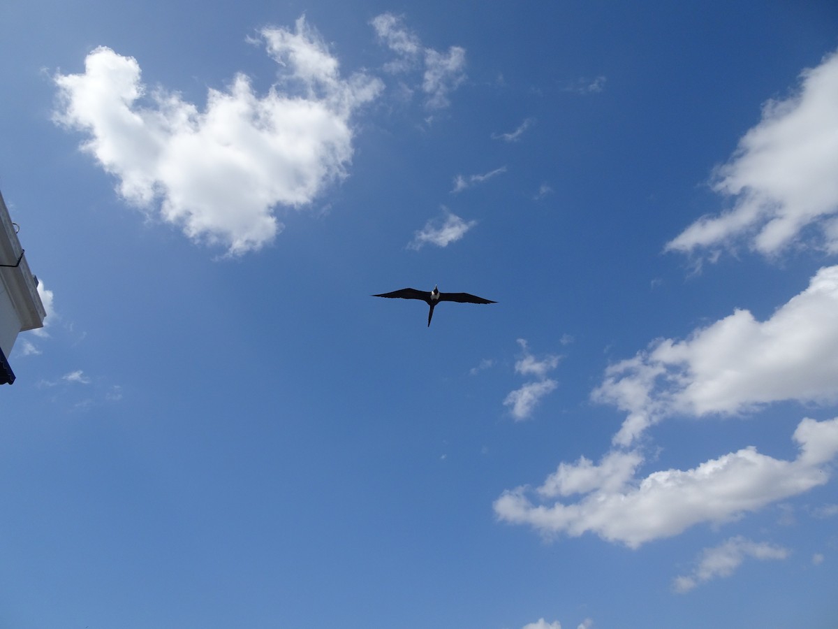 Magnificent Frigatebird - Kirsty Stead