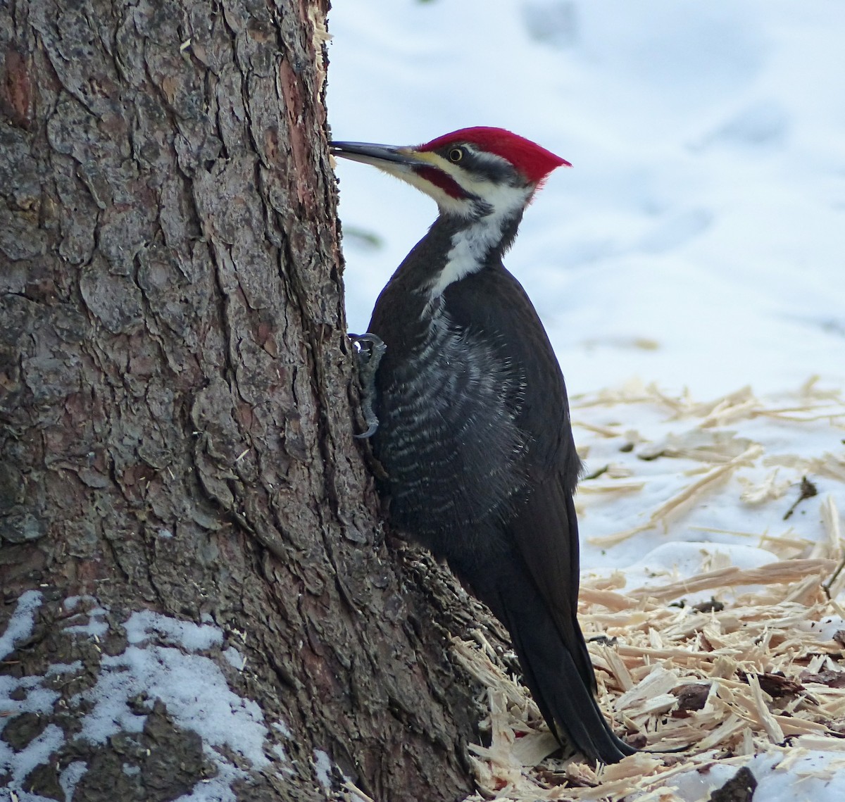 Pileated Woodpecker - Marie Giroux