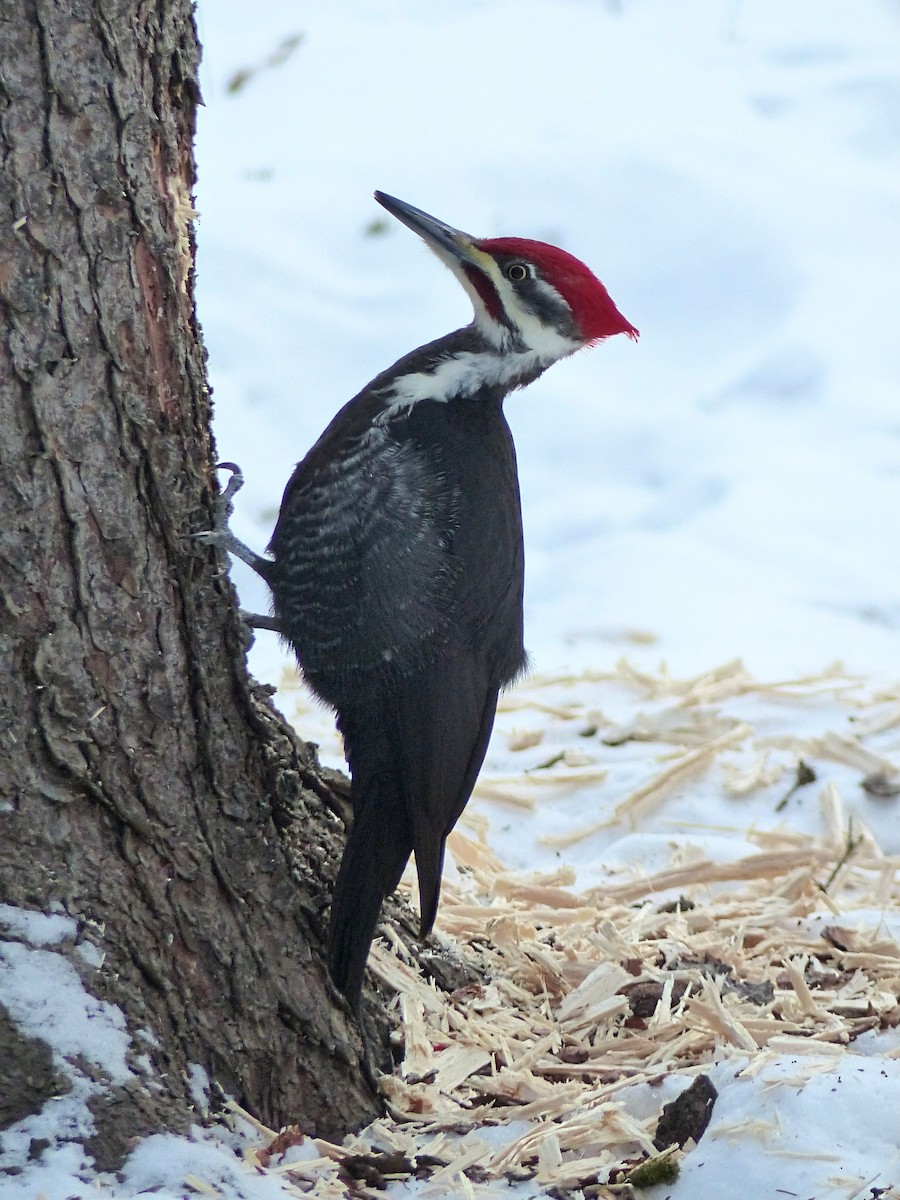 Pileated Woodpecker - ML614930207