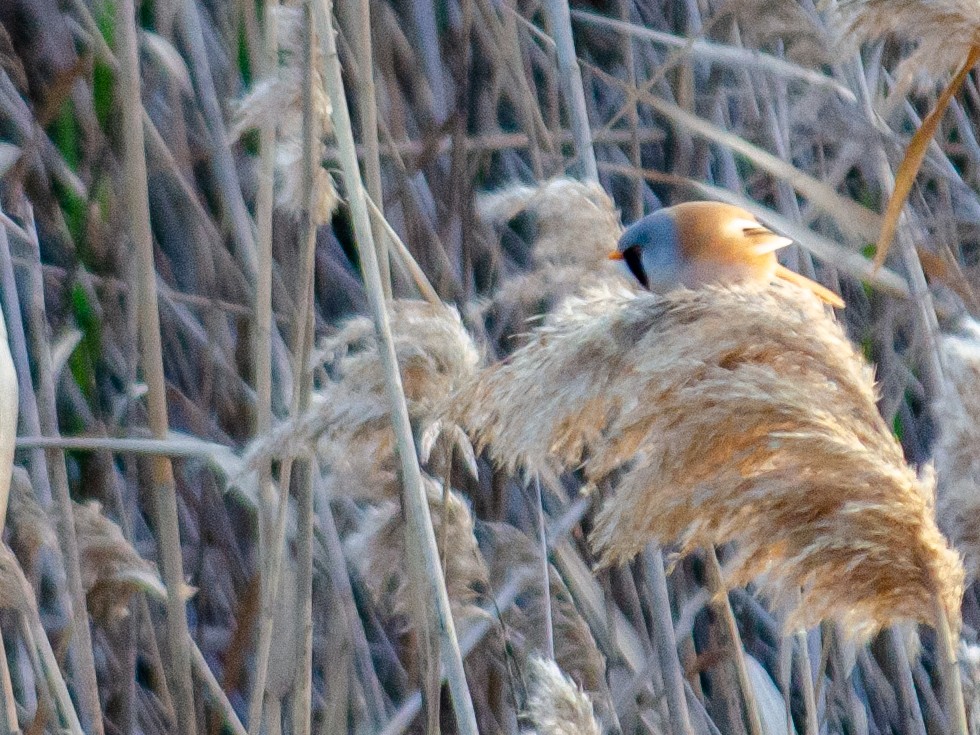 Bearded Reedling - ML614930241