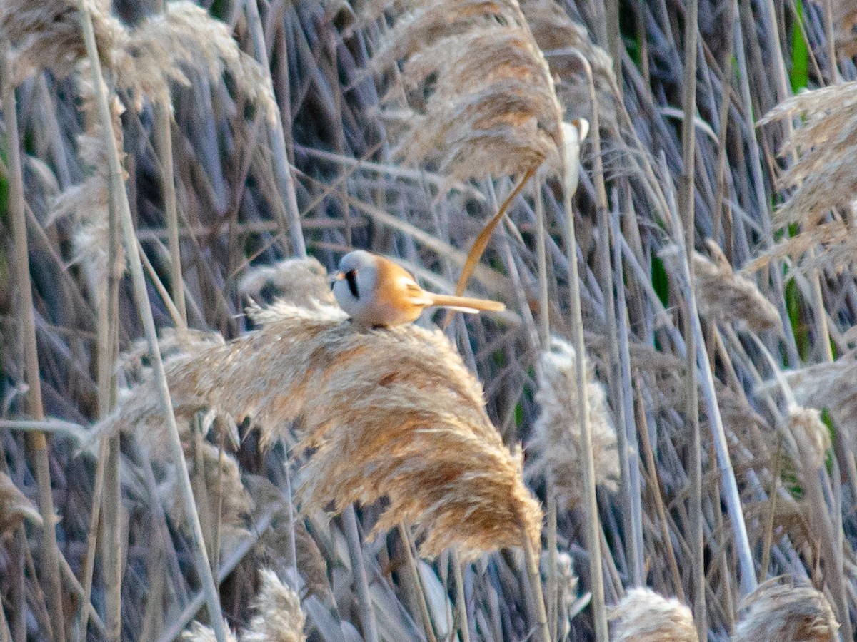 Bearded Reedling - ML614930248