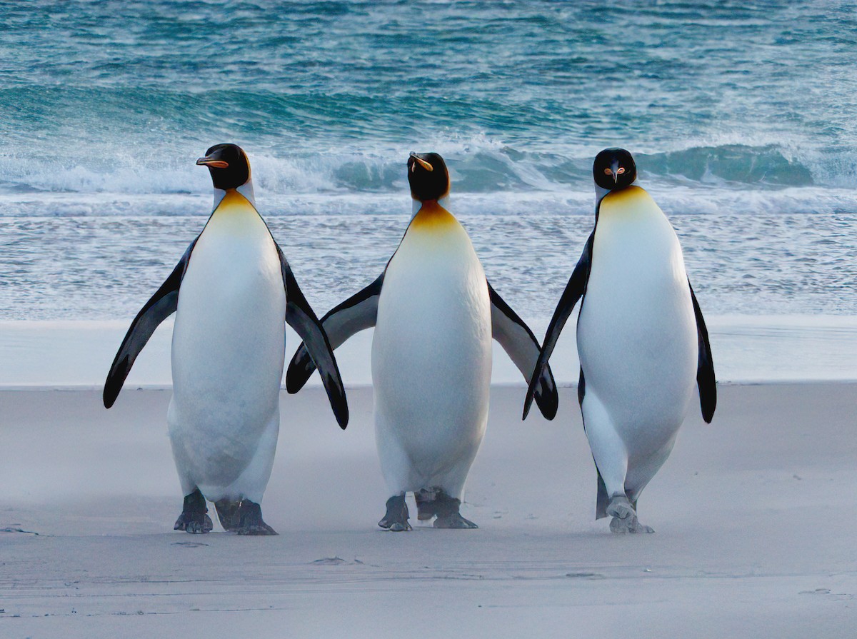 tučňák patagonský - ML614930263