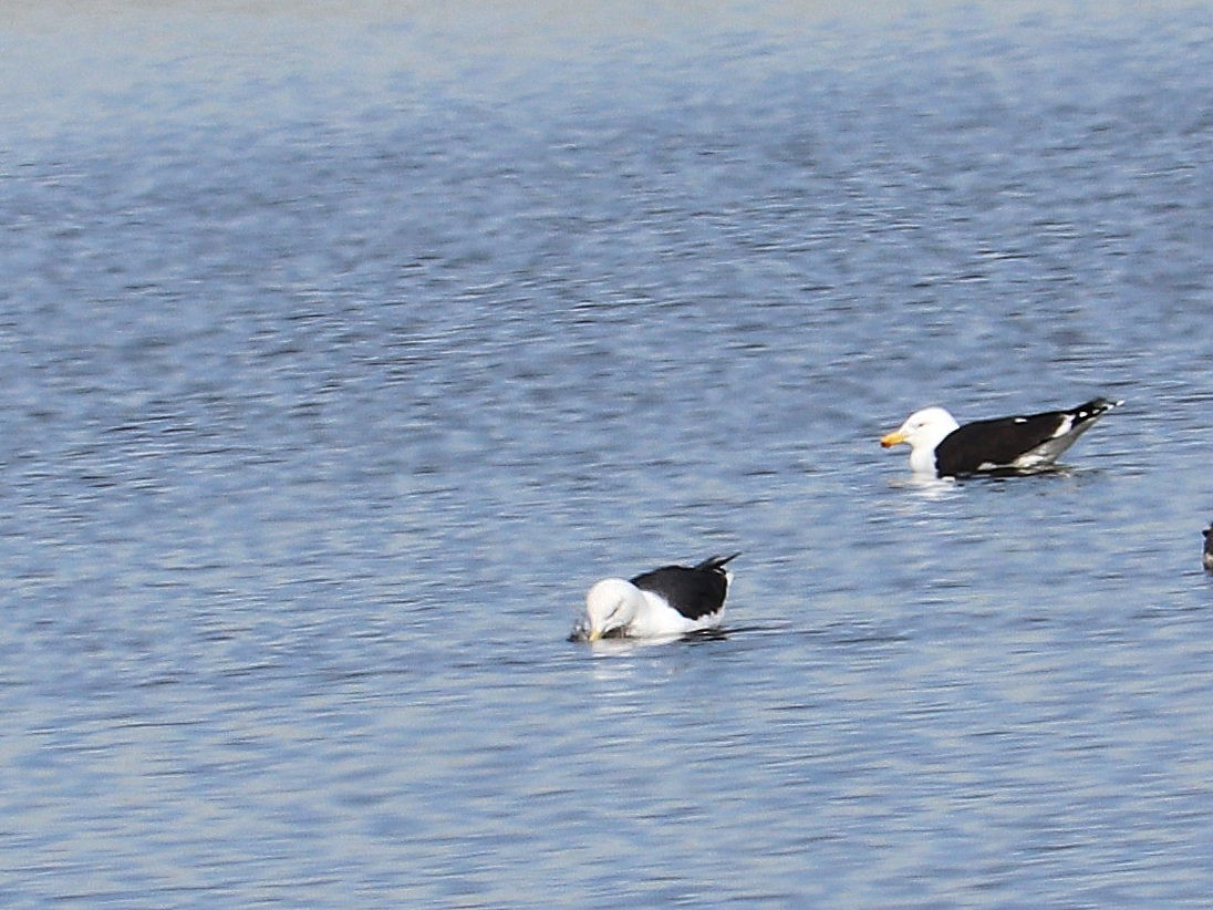 Great Black-backed Gull - Matthias Foellmer