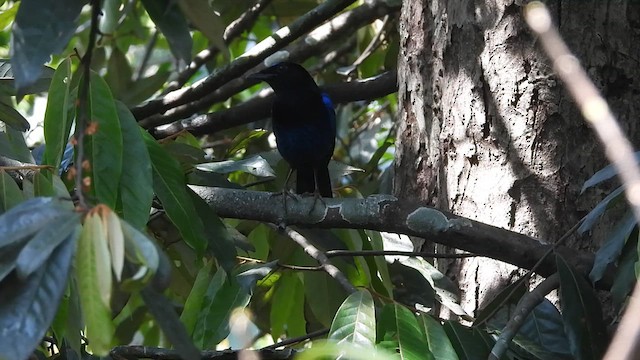 Малабарская синяя птица - ML614930294