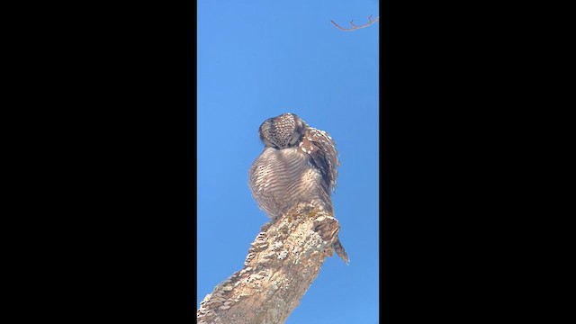 Northern Hawk Owl - ML614930295