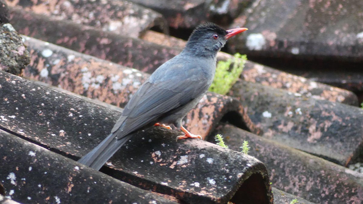 Square-tailed Bulbul (Sri Lanka) - Gabriel  Couroussé