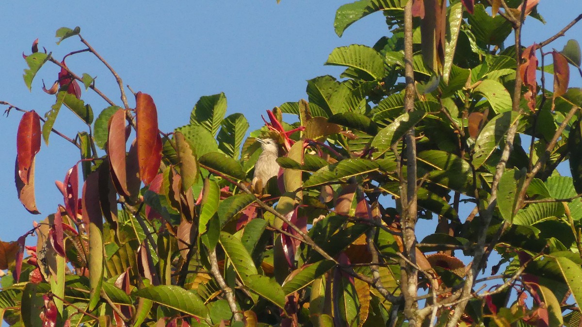 White-faced Starling - Gabriel  Couroussé