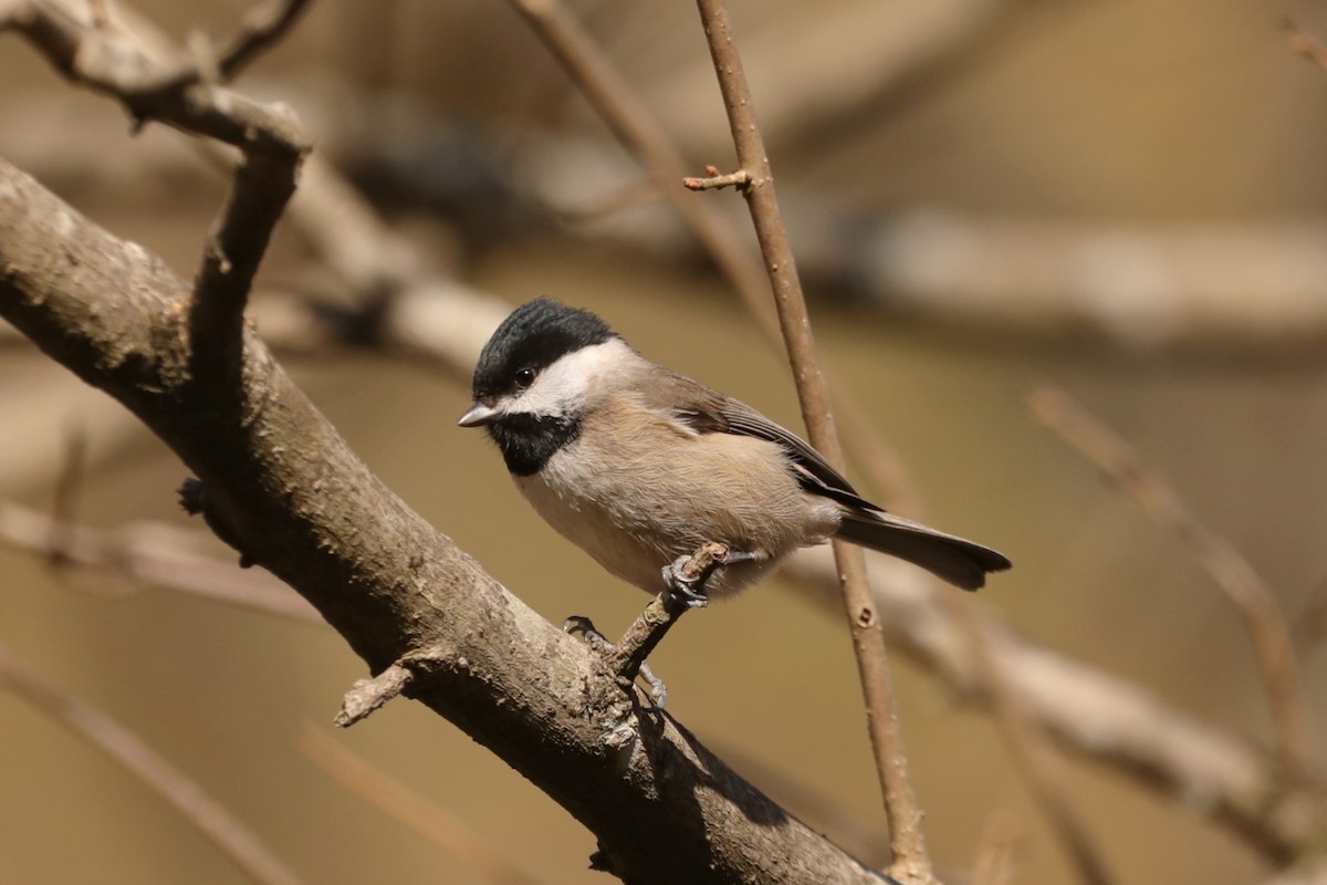 Black-bibbed Tit - Starlit Chen