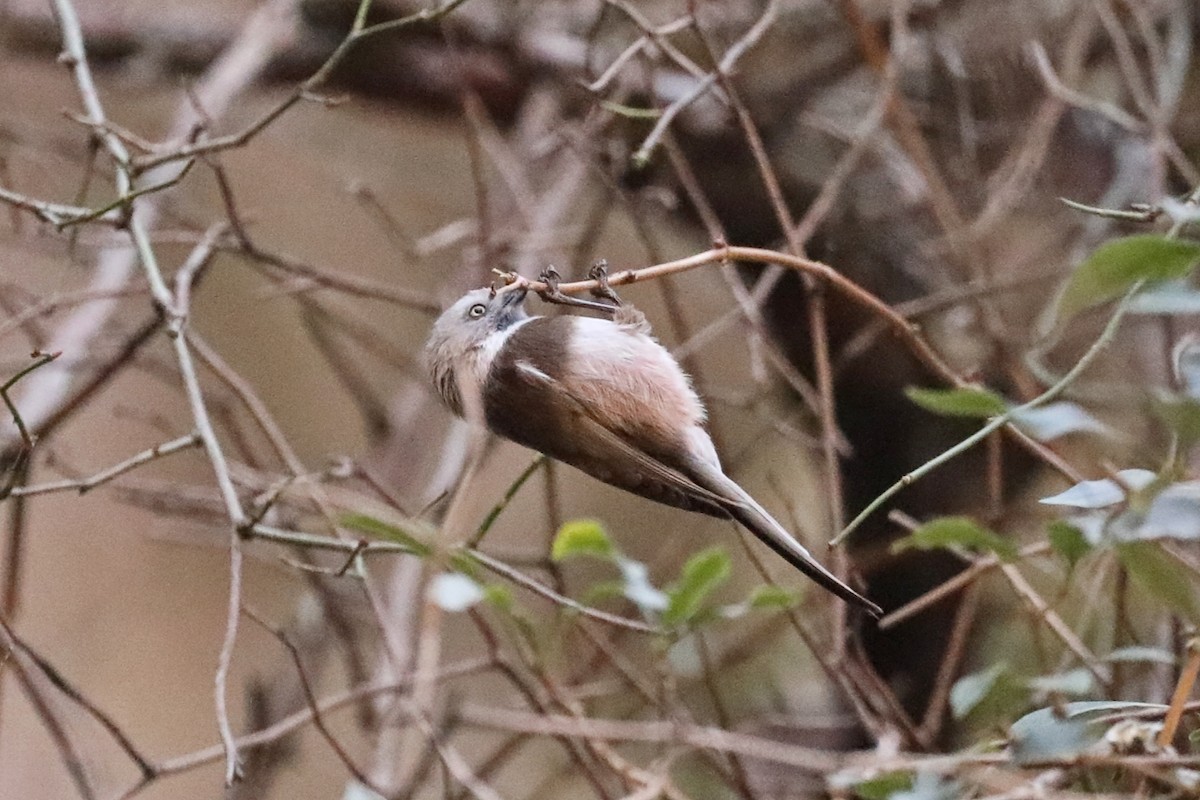 Sooty Tit - Starlit Chen