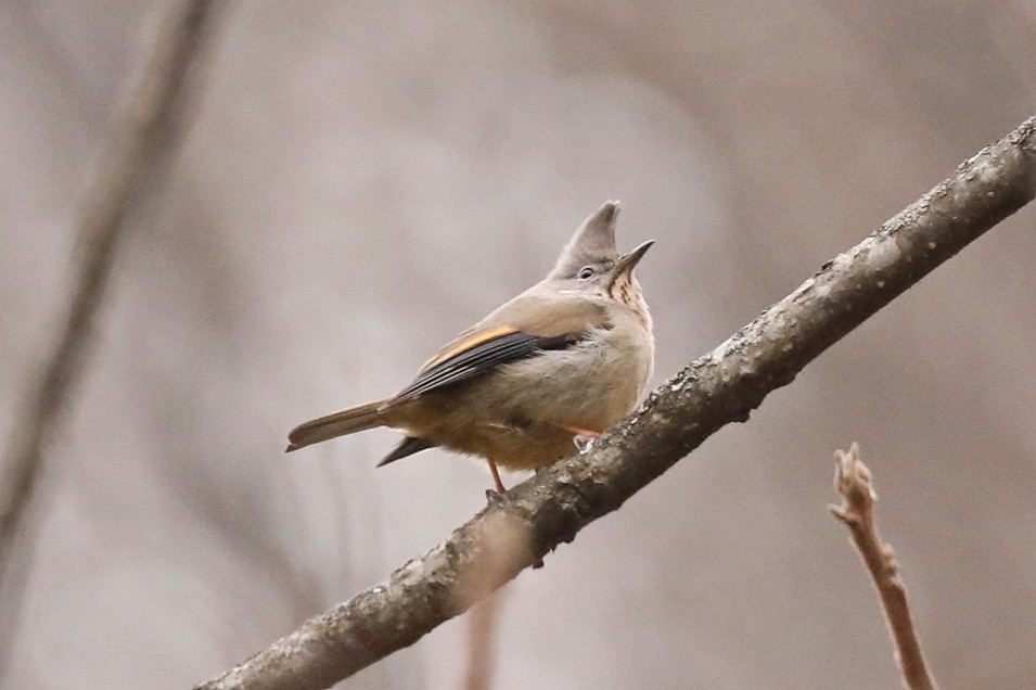 Çizgili Gıdılı Yuhina - ML614930588