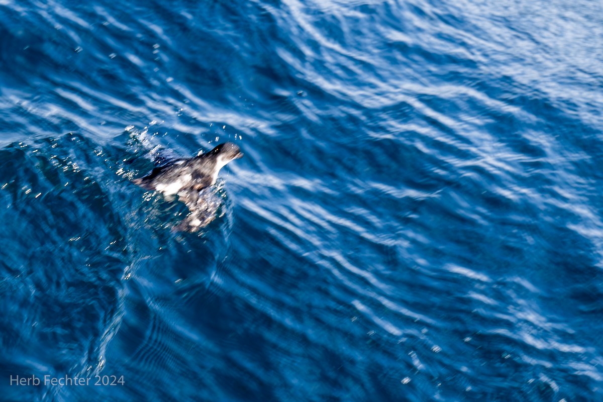 Common Diving-Petrel - Herbert Fechter