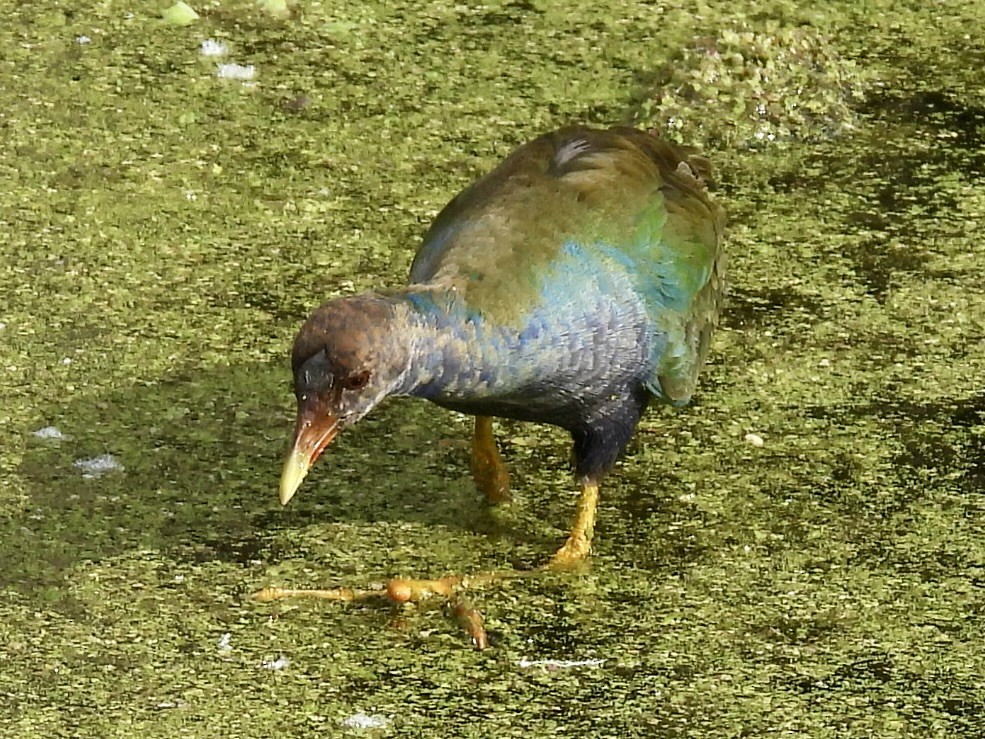 Purple Gallinule - ML614930700