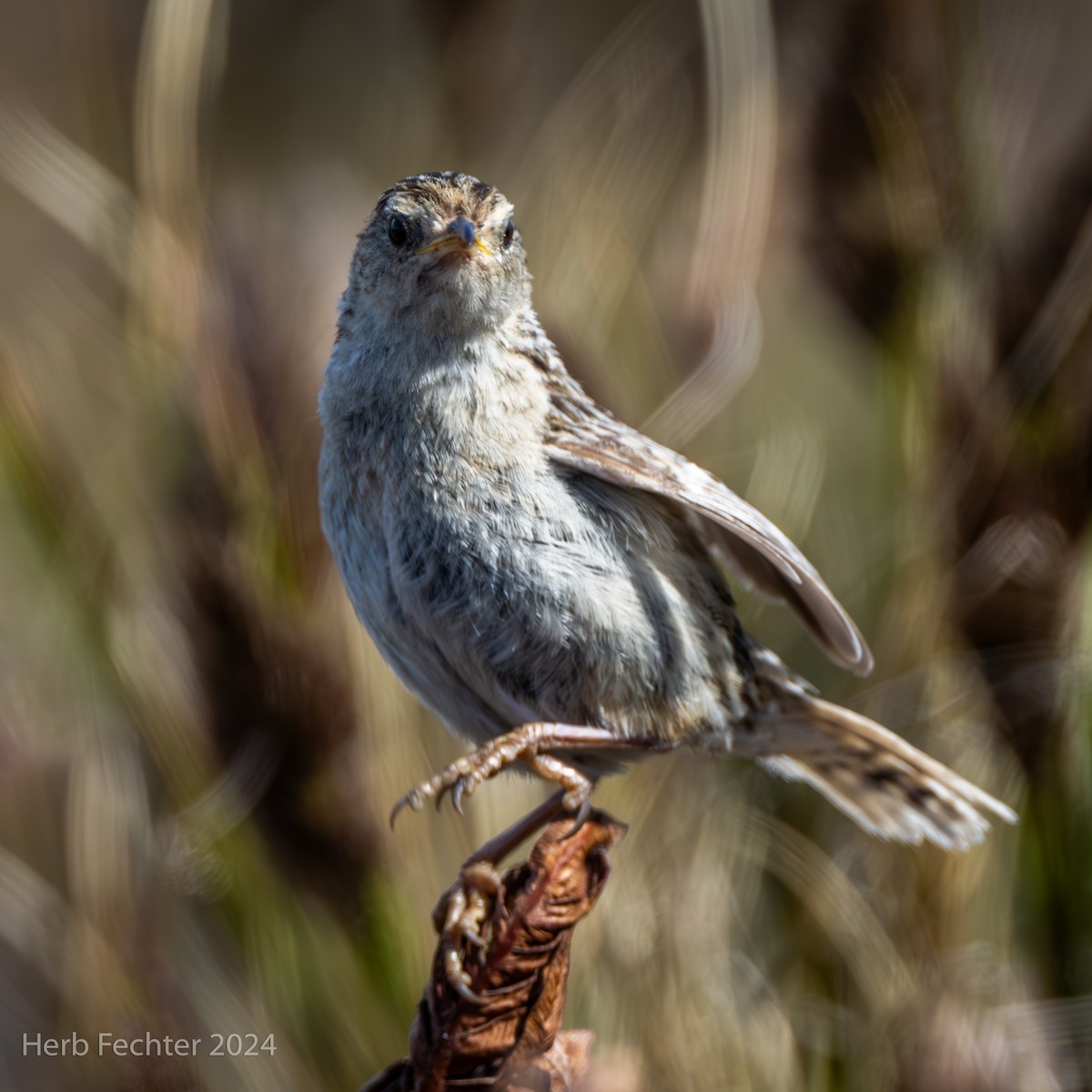 Травяной крапивник (hornensis/falklandicus) - ML614930726