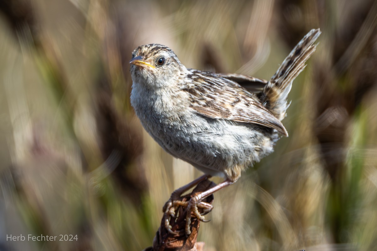 Травяной крапивник (hornensis/falklandicus) - ML614930727