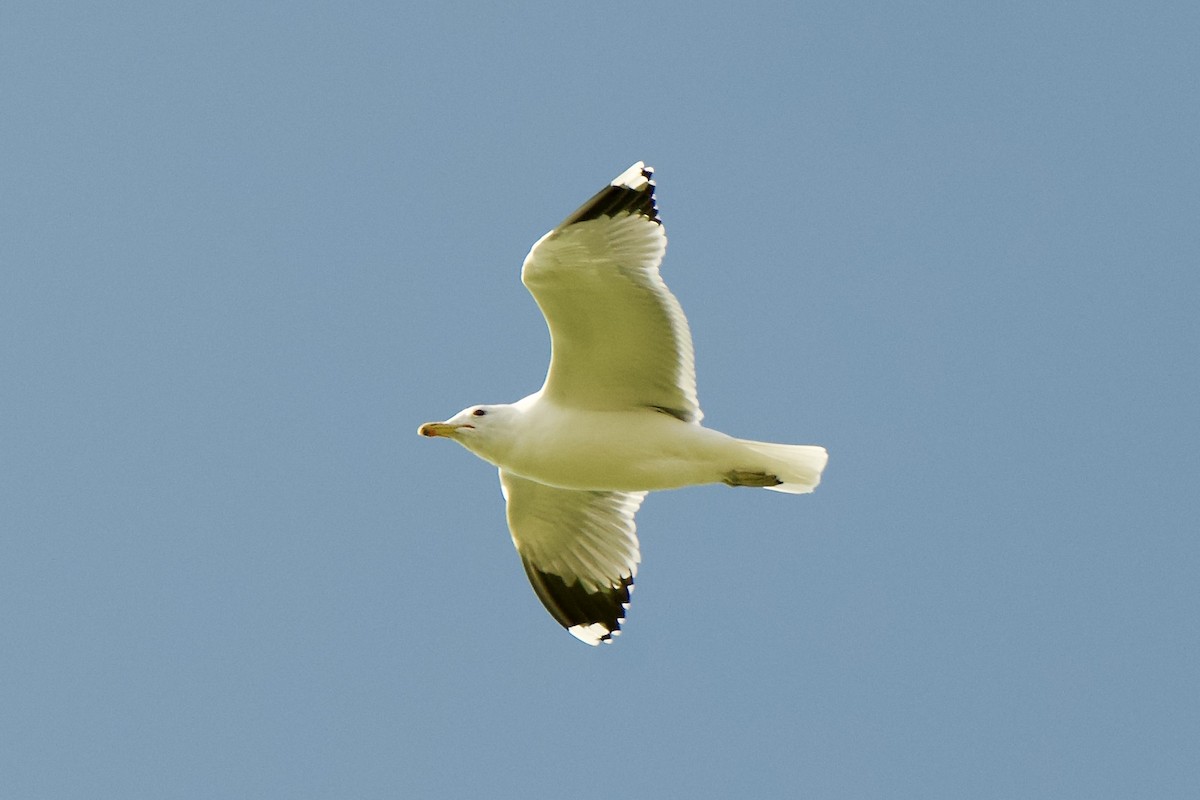 Gaviota Californiana - ML614930825