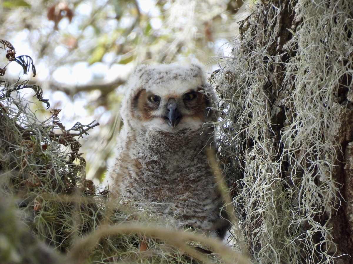 Great Horned Owl - Sandy and Stephen Birge