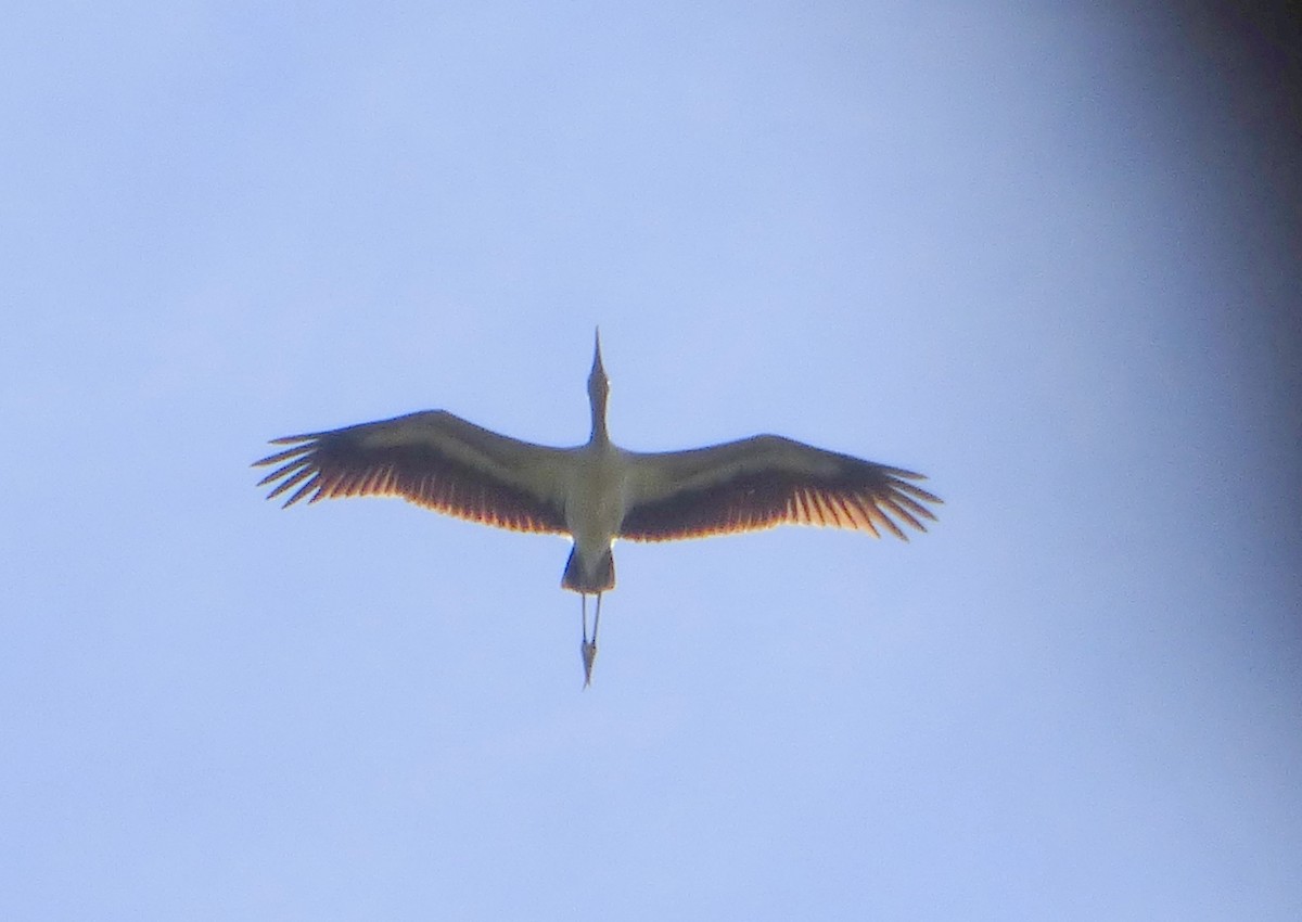 Wood Stork - Pablo Hernan Capovilla