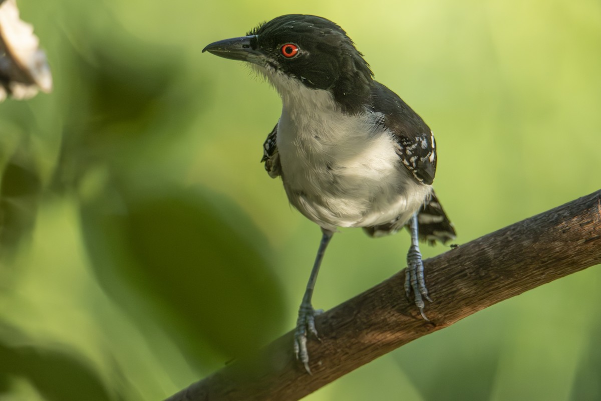 Great Antshrike - Andy Bowen