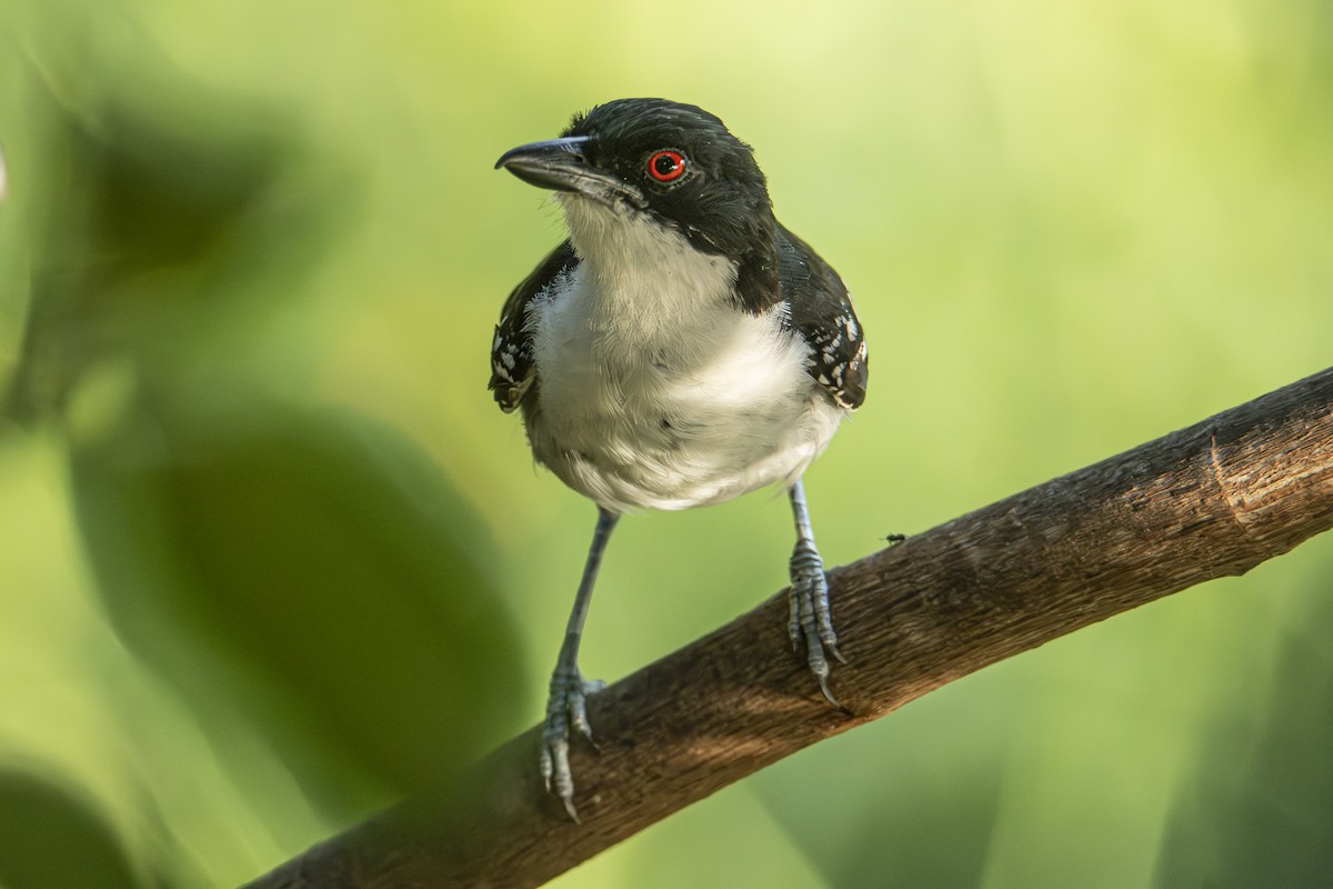 Great Antshrike - Andy Bowen