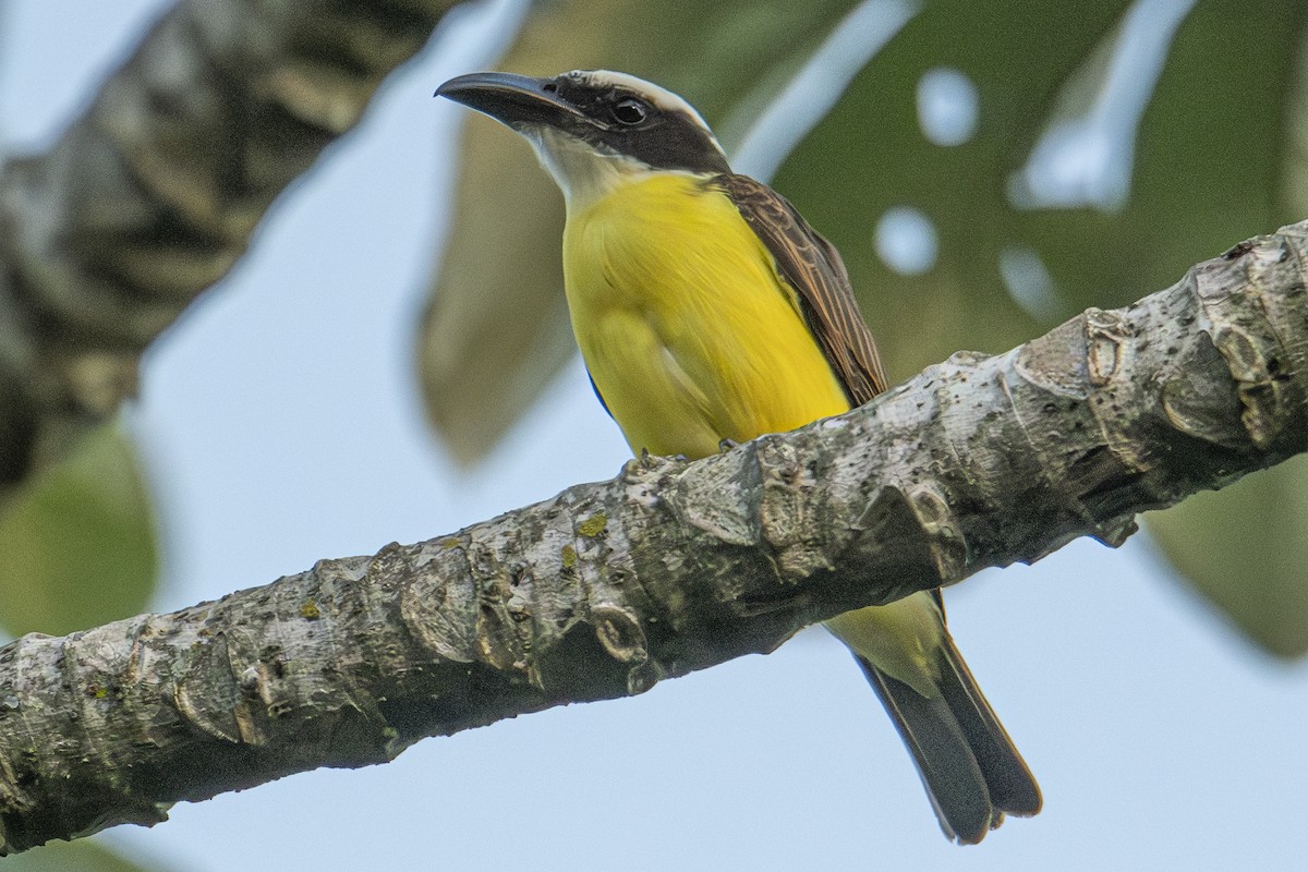 Boat-billed Flycatcher - Andy Bowen