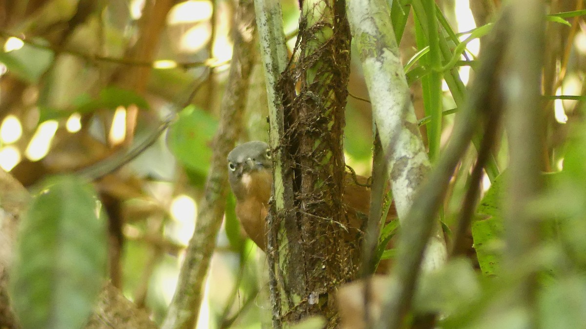 Ashy-headed Laughingthrush - ML614930899