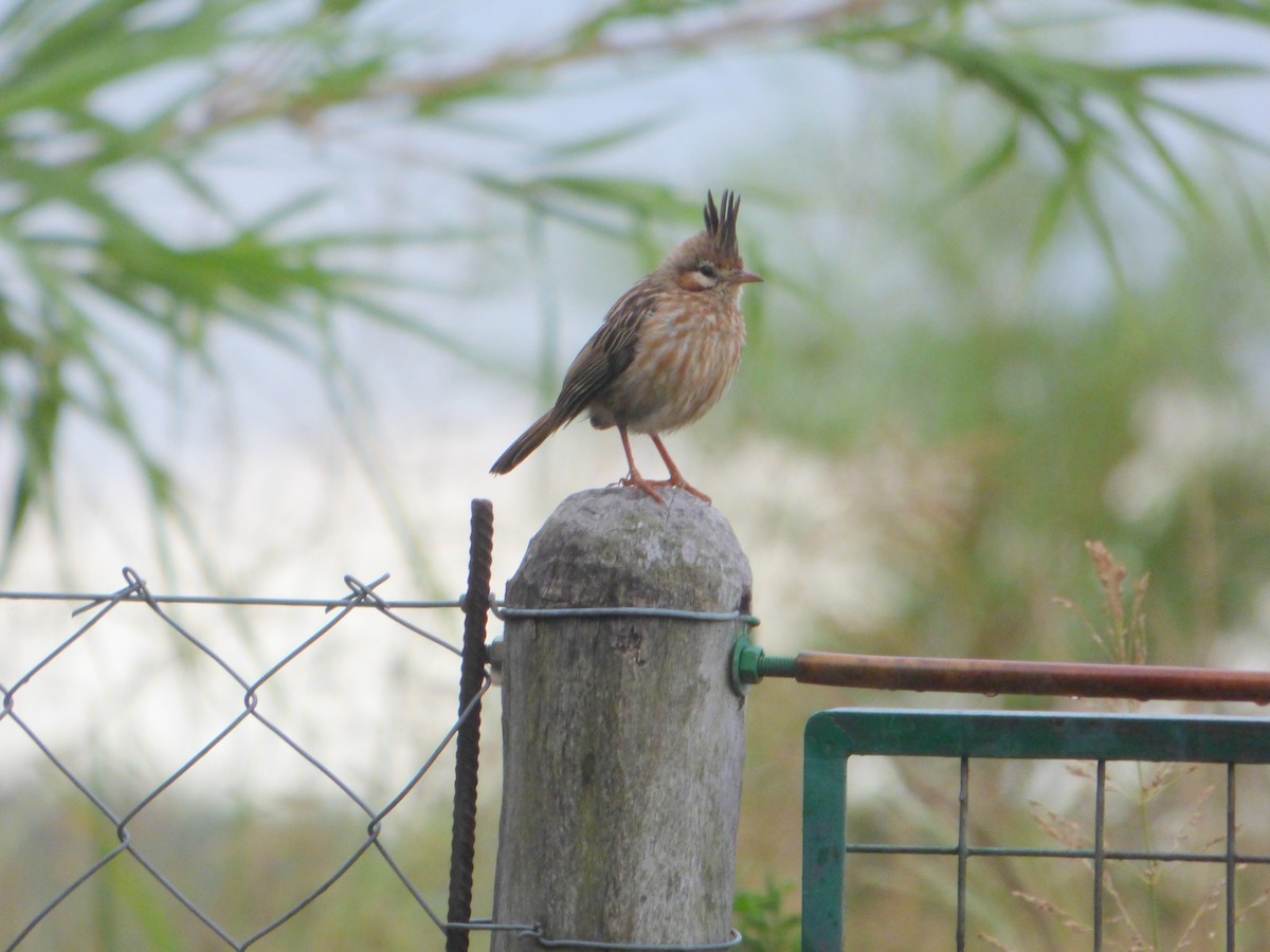 Lark-like Brushrunner - Pablo Hernan Capovilla