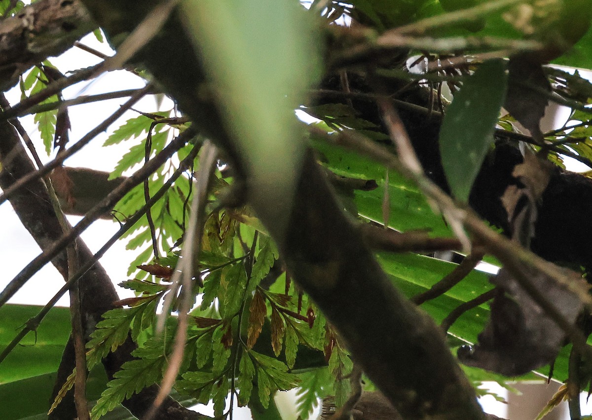Black-throated Shrikebill - ML614930923