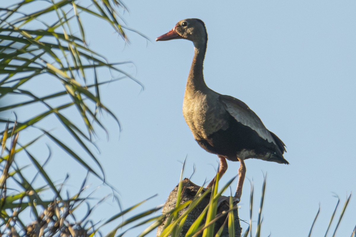 Black-bellied Whistling-Duck - Andy Bowen