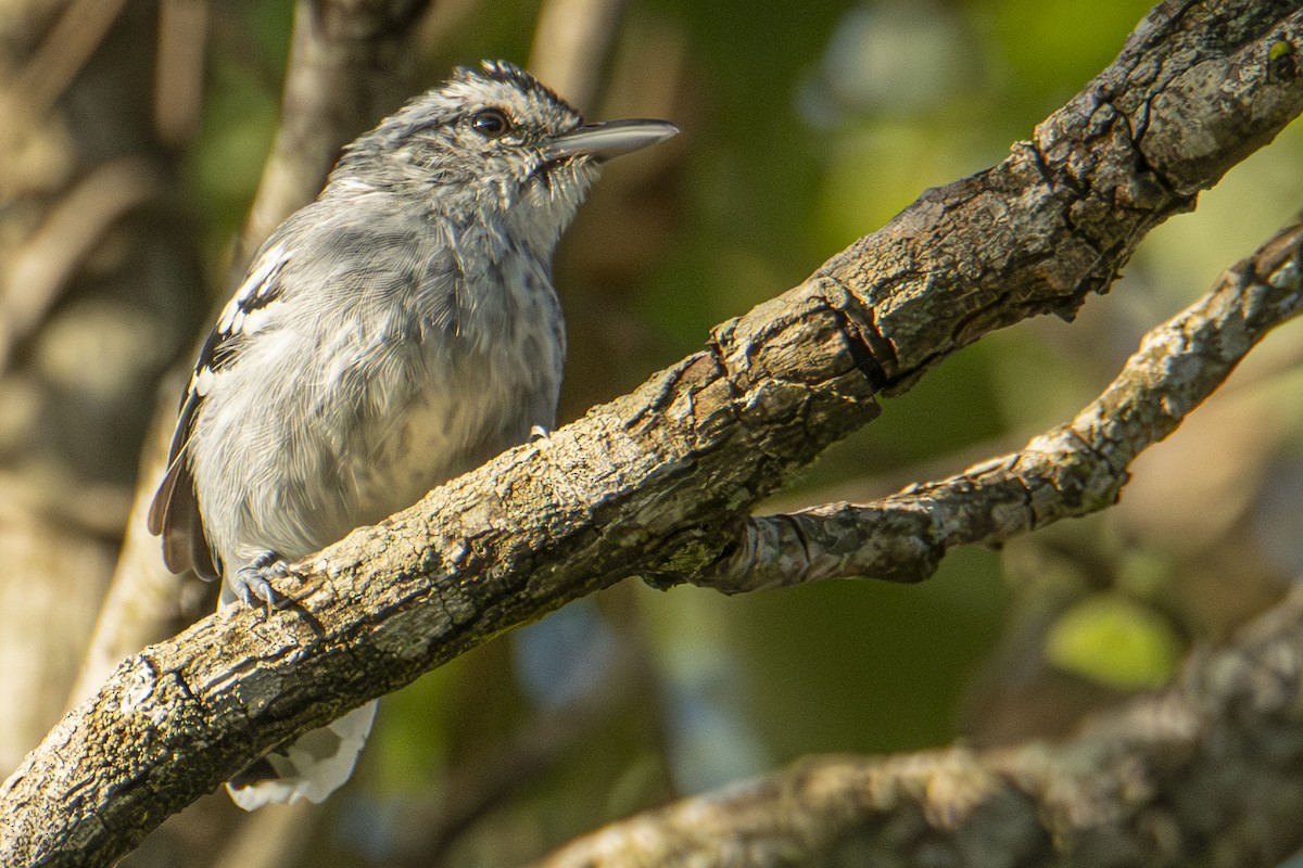 Large-billed Antwren - ML614930957