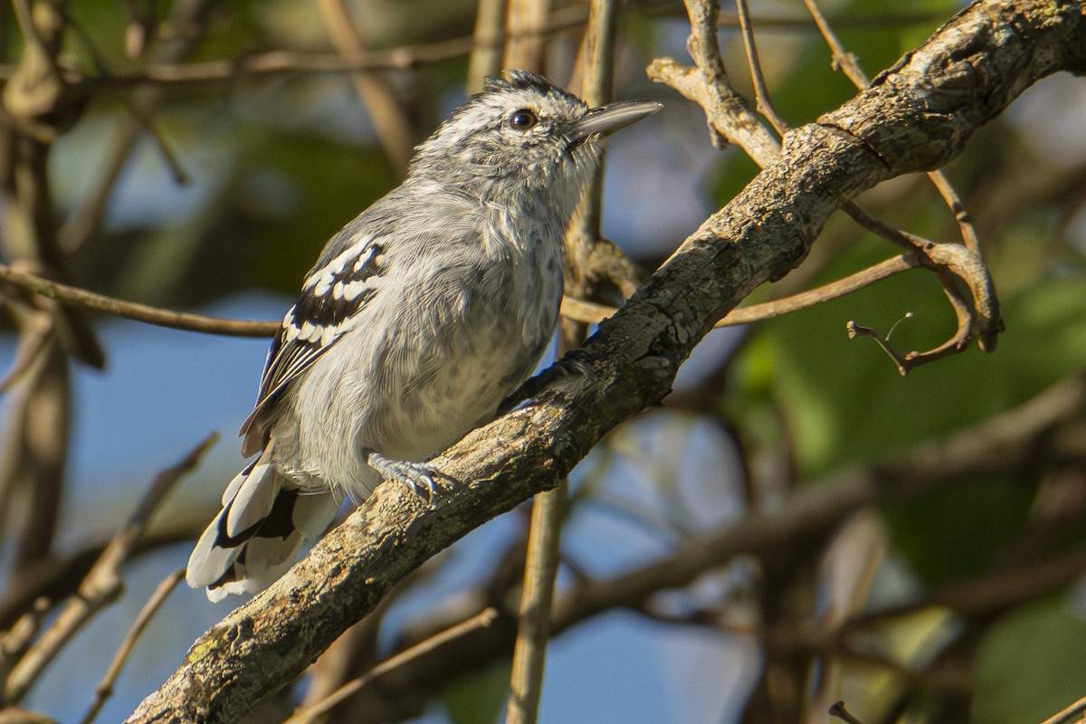 Large-billed Antwren - Andy Bowen