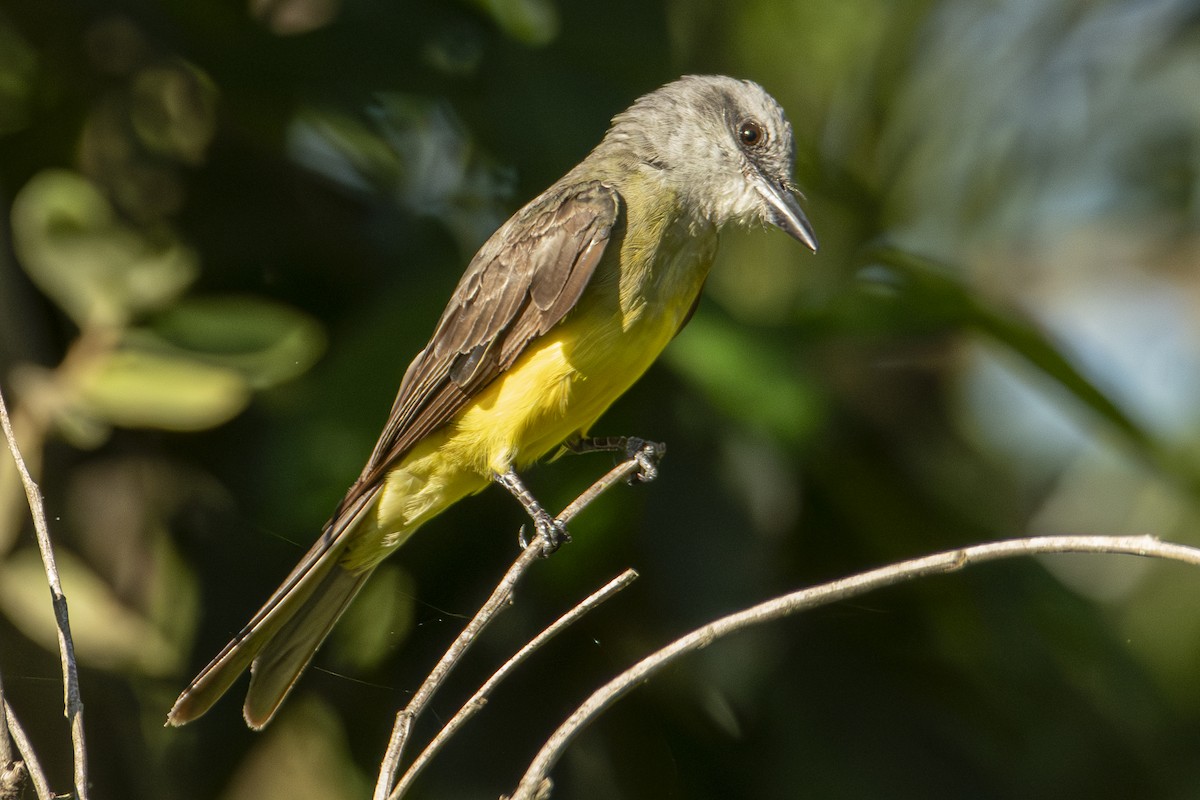 Tropical Kingbird - ML614930974