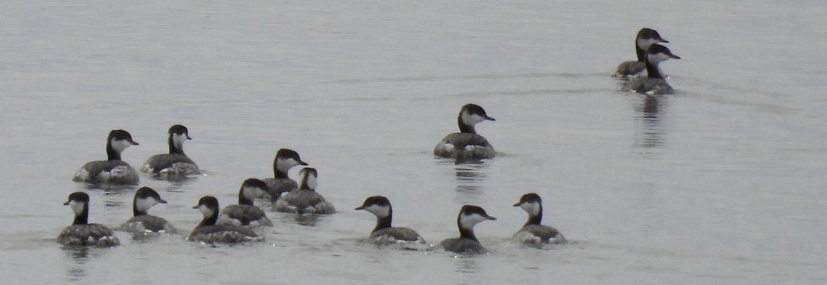 Horned Grebe - ML614931062