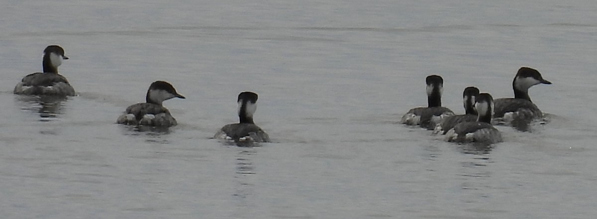 Horned Grebe - ML614931063