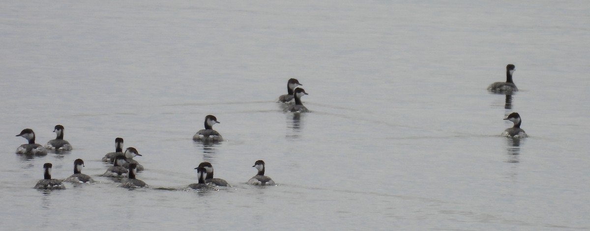 Horned Grebe - ML614931064