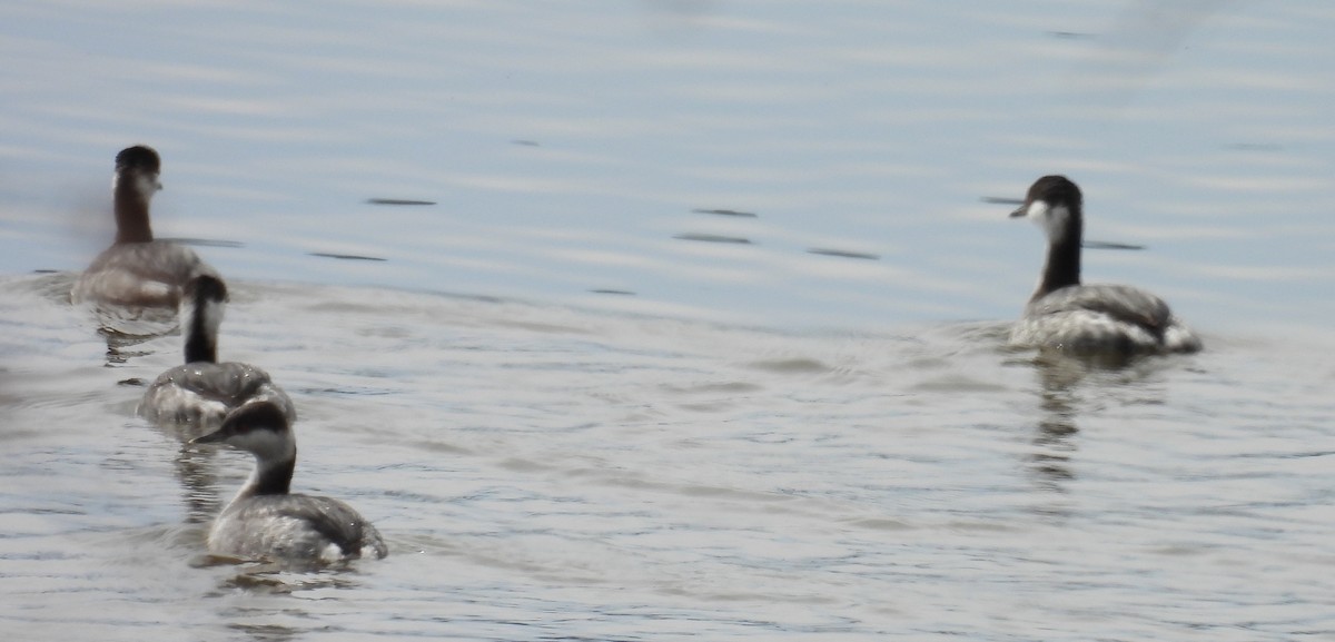 Horned Grebe - ML614931065