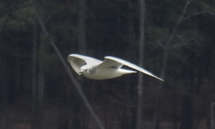 Bonaparte's Gull - ML614931083