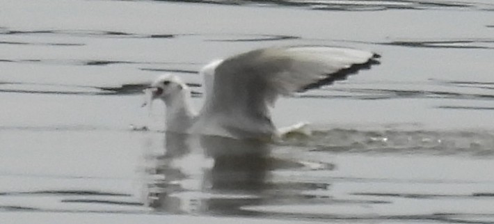 Bonaparte's Gull - ML614931084