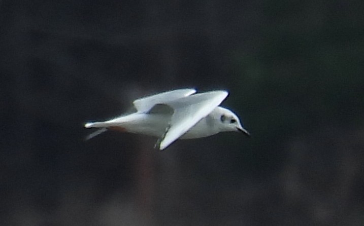 Bonaparte's Gull - ML614931085