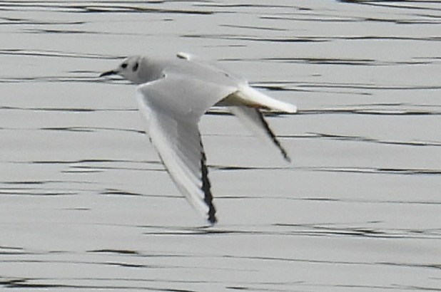 Bonaparte's Gull - ML614931086