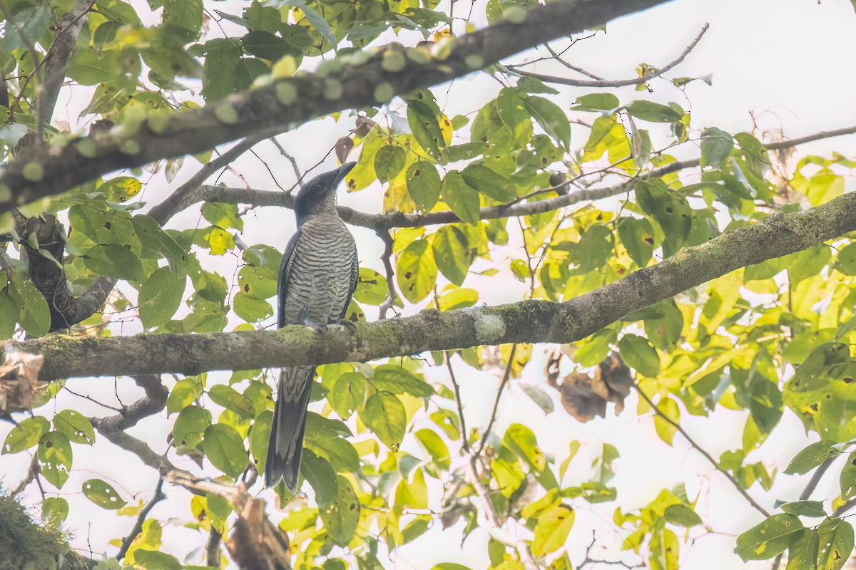 Andaman Cuckooshrike - Kalpesh Krishna